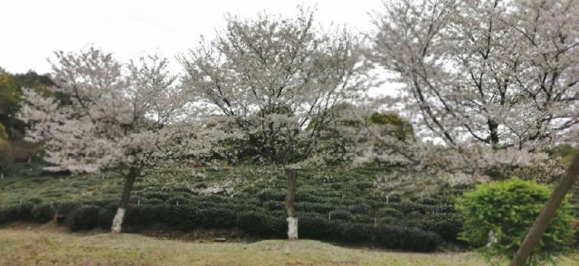 微信图片_20200403092003